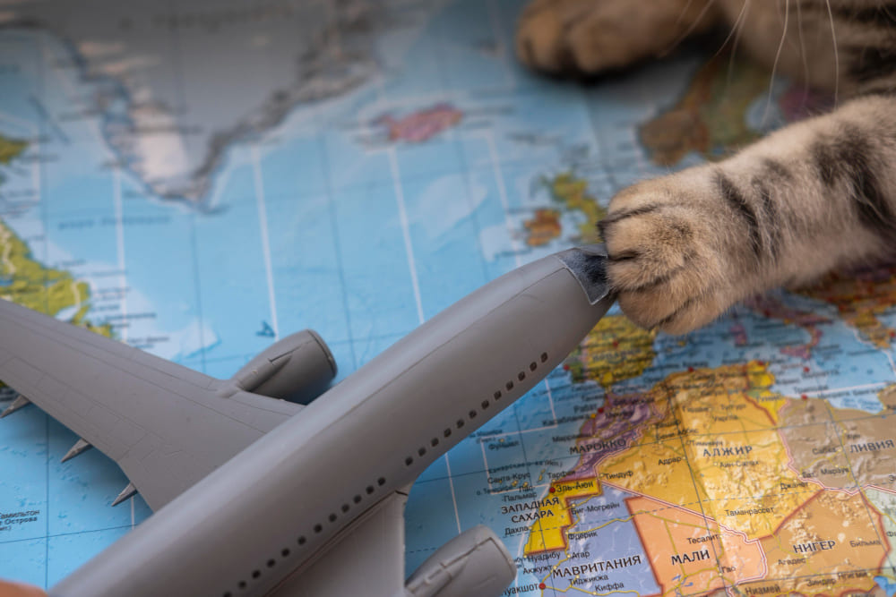 ¿Quieres llevar a tu mascota en avión?