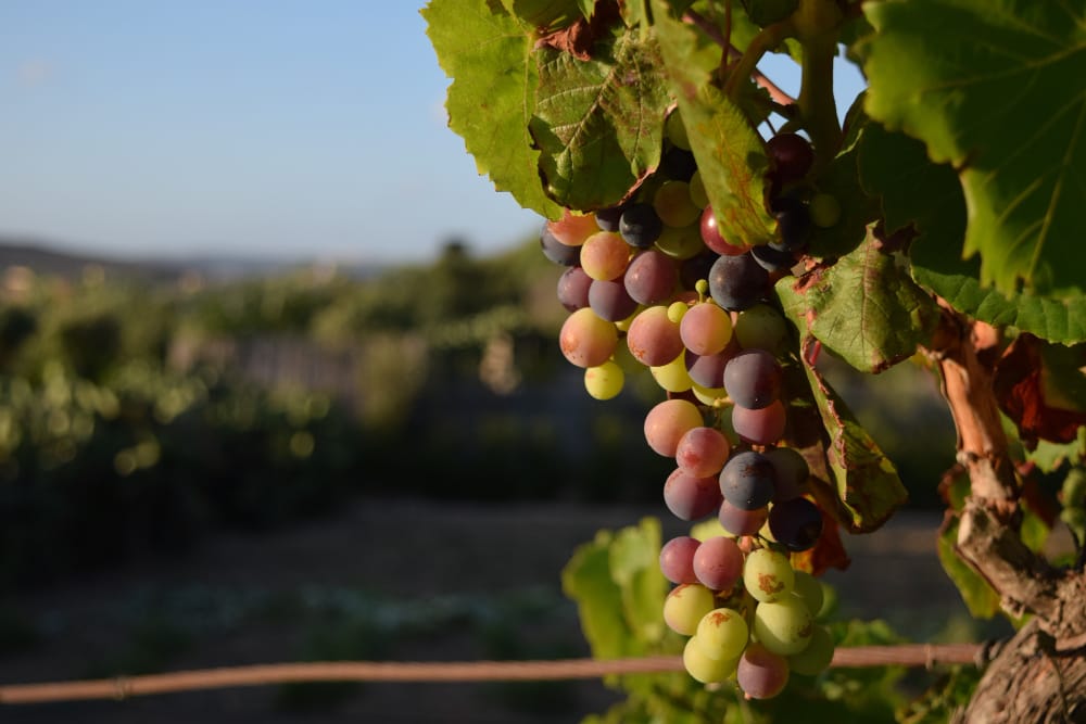 Las uvas son saludables y necesarias para elaborar vinos exquisitos