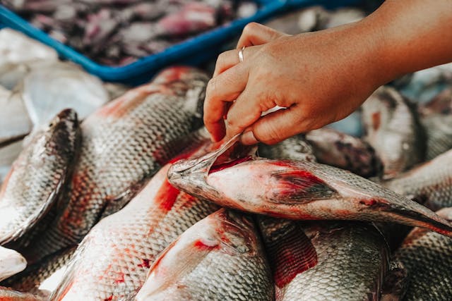 El peligro de romper la cadena de frío de los pescados